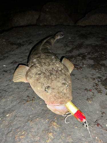 マゴチの釣果