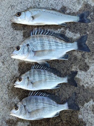 カワハギの釣果