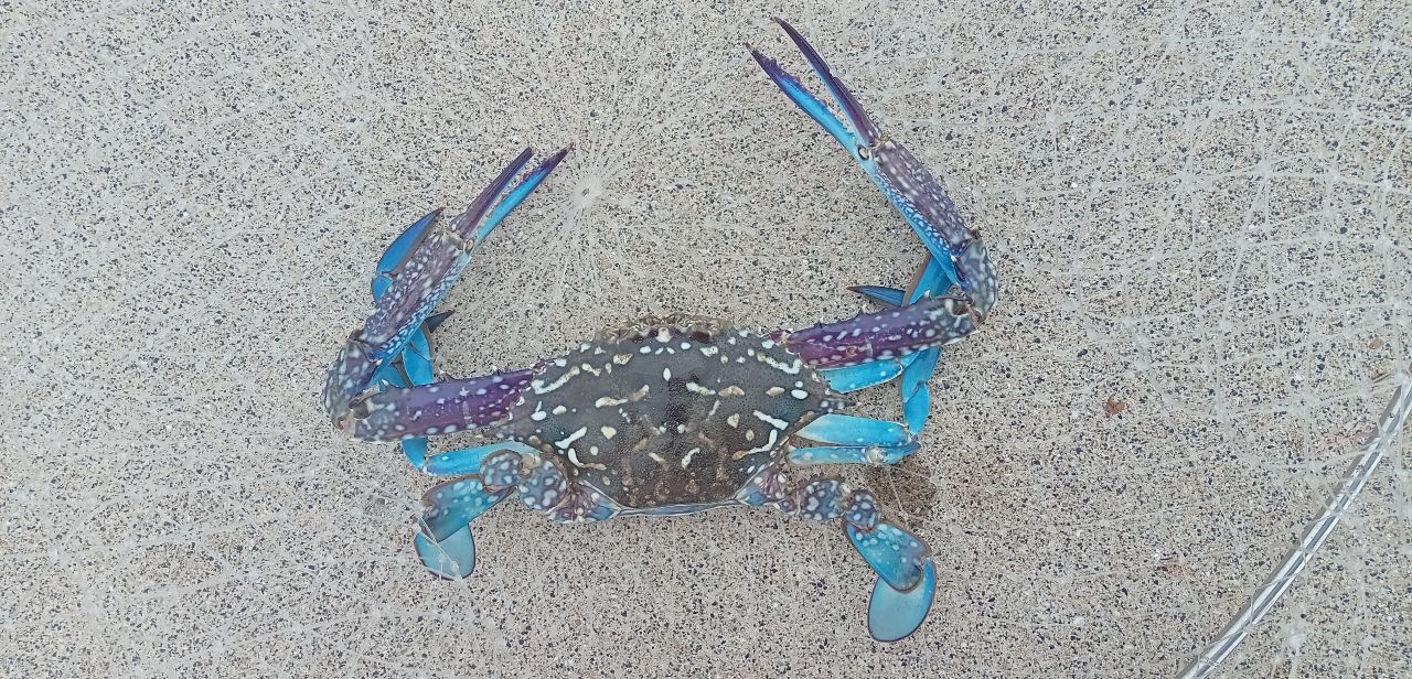 タイワンガザミ