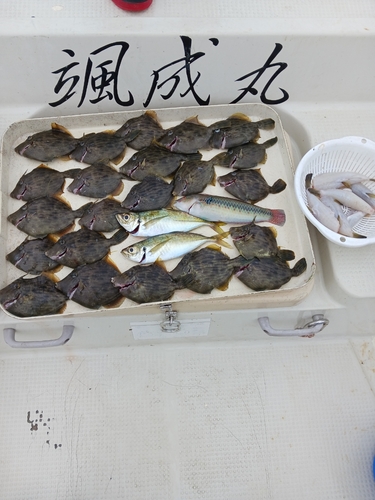 カワハギの釣果