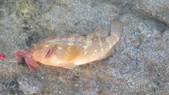 キジハタの釣果