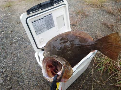 ヒラメの釣果