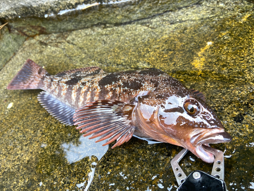 広田湾