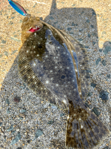 ヒラメの釣果