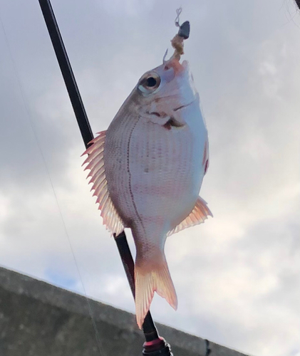 チャリコの釣果