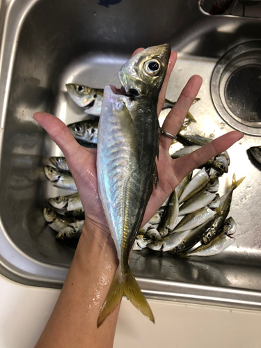 釣果