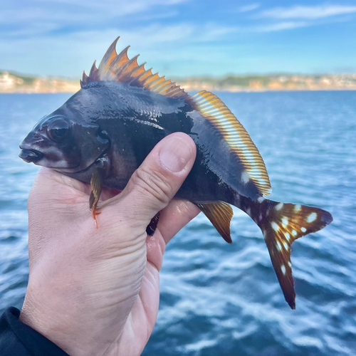 タカノハダイの釣果