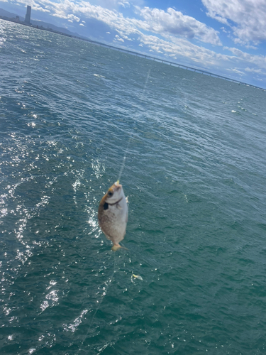 アイゴの釣果