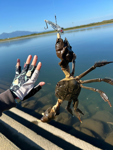 カニの釣果