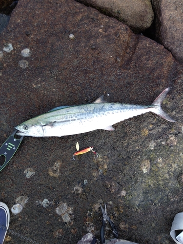 サゴシの釣果