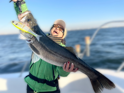 シーバスの釣果