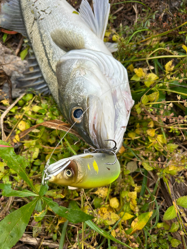 フッコ（マルスズキ）の釣果