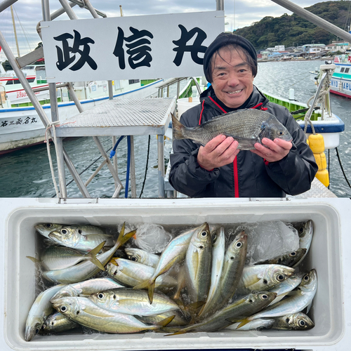 マアジの釣果