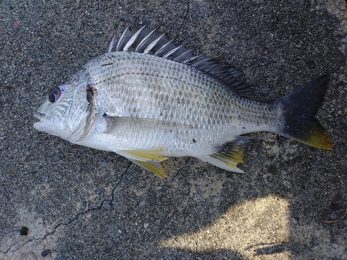 キチヌの釣果