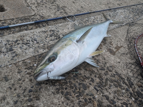 ブリの釣果