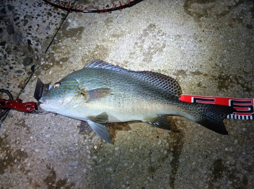 コロダイの釣果