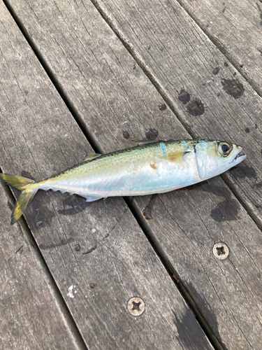 サバの釣果