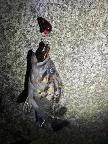 クロソイの釣果