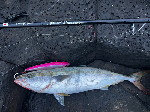 ヤズの釣果