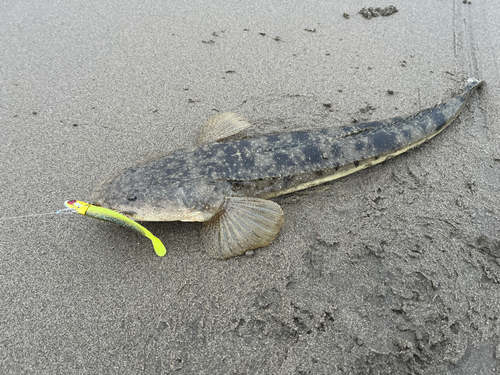 マゴチの釣果