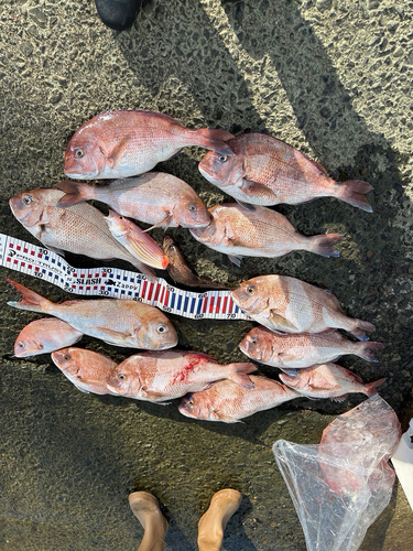 マダイの釣果