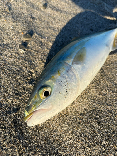 釣果