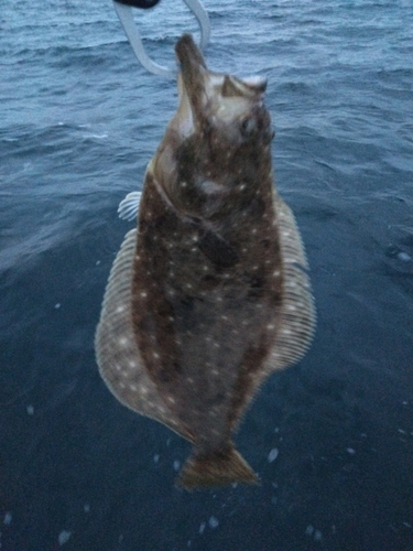 ヒラメの釣果