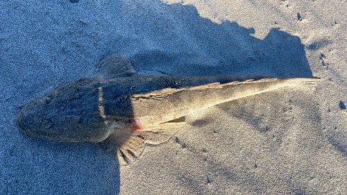 マゴチの釣果