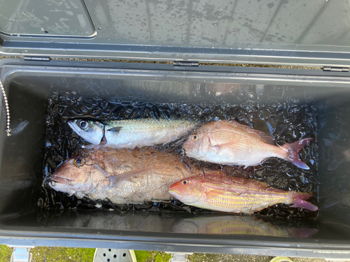 マダイの釣果