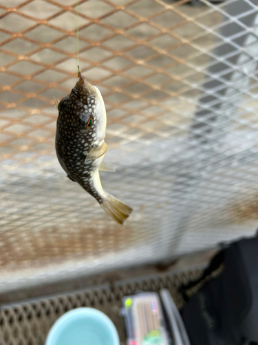 クサフグの釣果