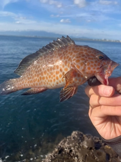 オオモンハタの釣果