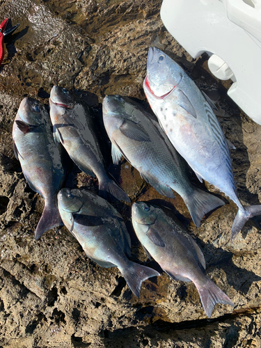 クチブトグレの釣果