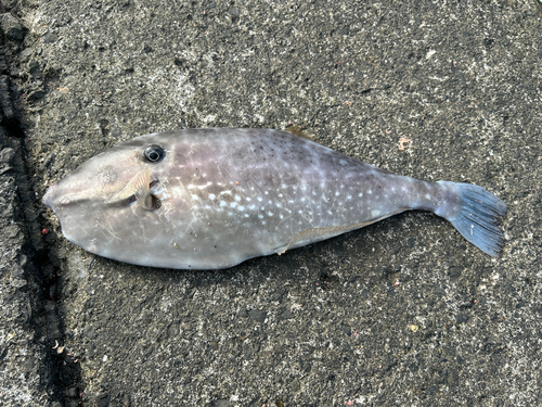 ウスバハギの釣果