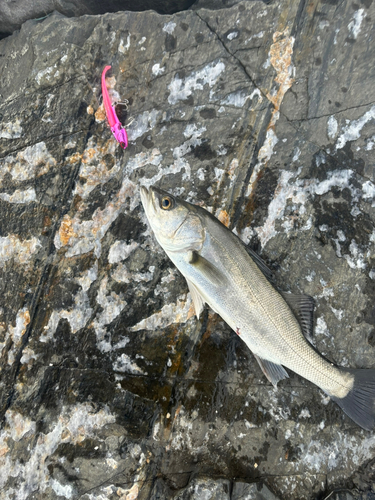 鳴瀬川河口