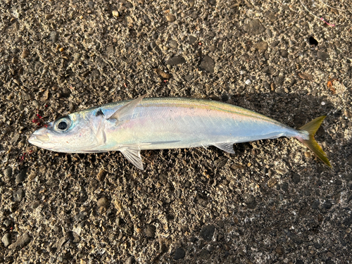 ムロアジの釣果