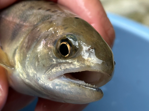 ヤマメの釣果