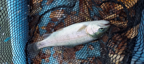 ニジマスの釣果