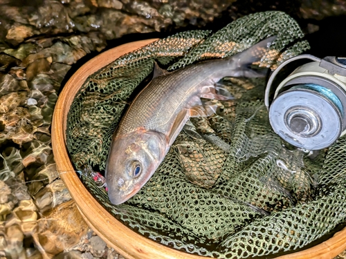 ウグイの釣果