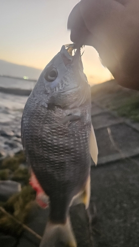 キチヌの釣果