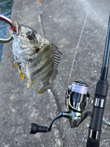 キビレの釣果