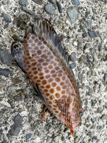 オオモンハタの釣果