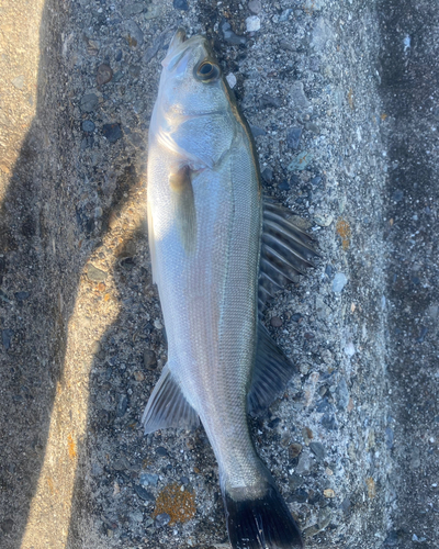 マダカ（マルスズキ）の釣果