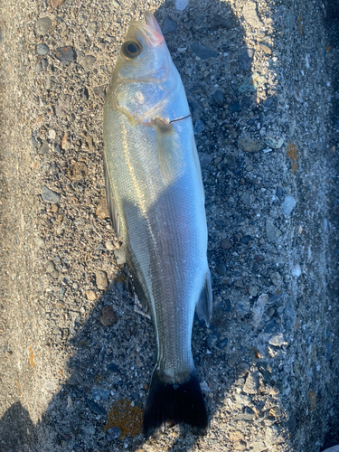 セイゴ（マルスズキ）の釣果