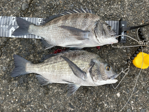 クロダイの釣果