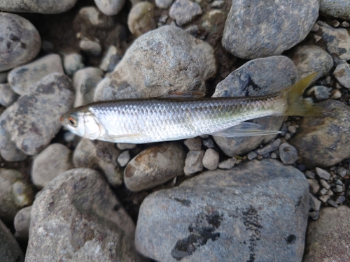 オイカワの釣果