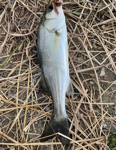 セイゴ（マルスズキ）の釣果