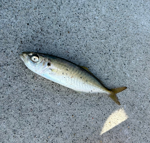 マアジの釣果