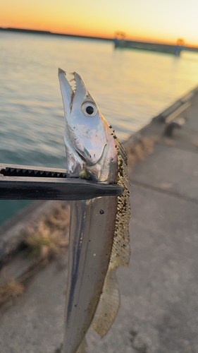 タチウオの釣果