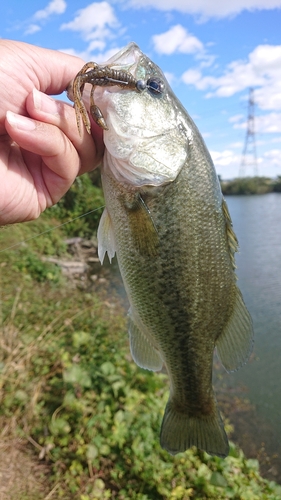 ブラックバスの釣果