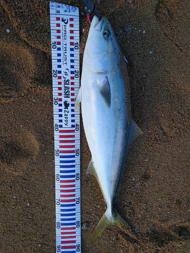 ブリの釣果